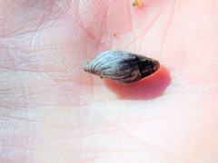 Atrimitra idae