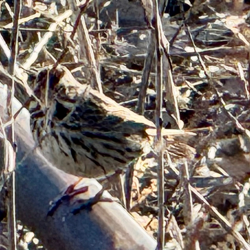 Song Sparrow photographed in Nebraska