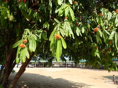 Saraca indica
