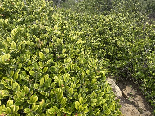 Euphorbia tithymaloides, 2026-02-01