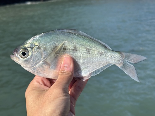 Silver surfperch (Hyperprosopon ellipticum) — Embiotocidae — 3