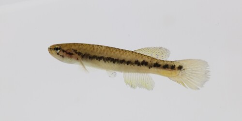 Gérys killi (Scriptaphyosemion geryi) — Nothobranchiidae — 3