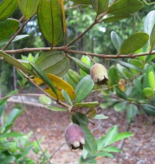 Rhodomyrtus tomentosa