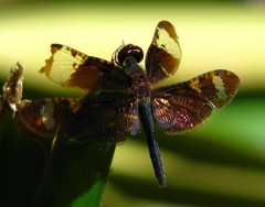 Rhyothemis obsolescens
