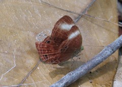 Abisara saturata