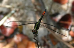 Agrionoptera sexlineata