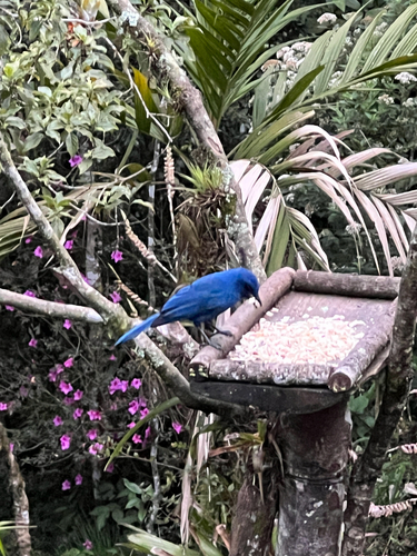 Unicolored Jay (Aphelocoma unicolor), photo 2
