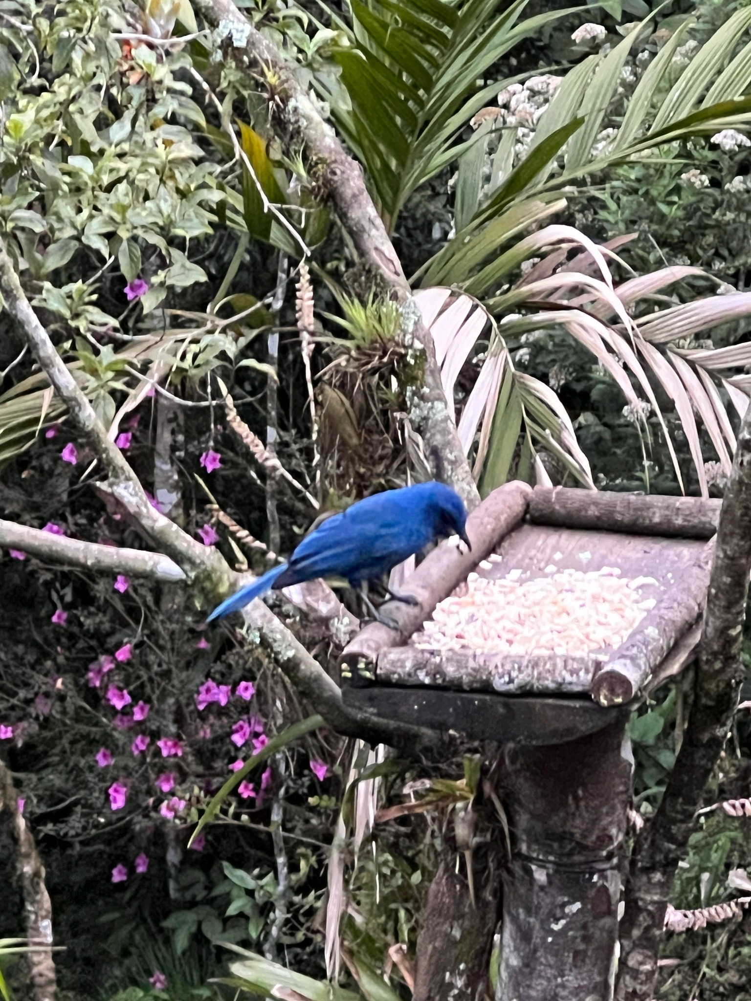 Unicolored Jay (Aphelocoma unicolor), photo 2