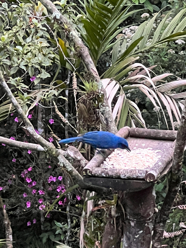 Unicolored Jay (Aphelocoma unicolor), photo 3