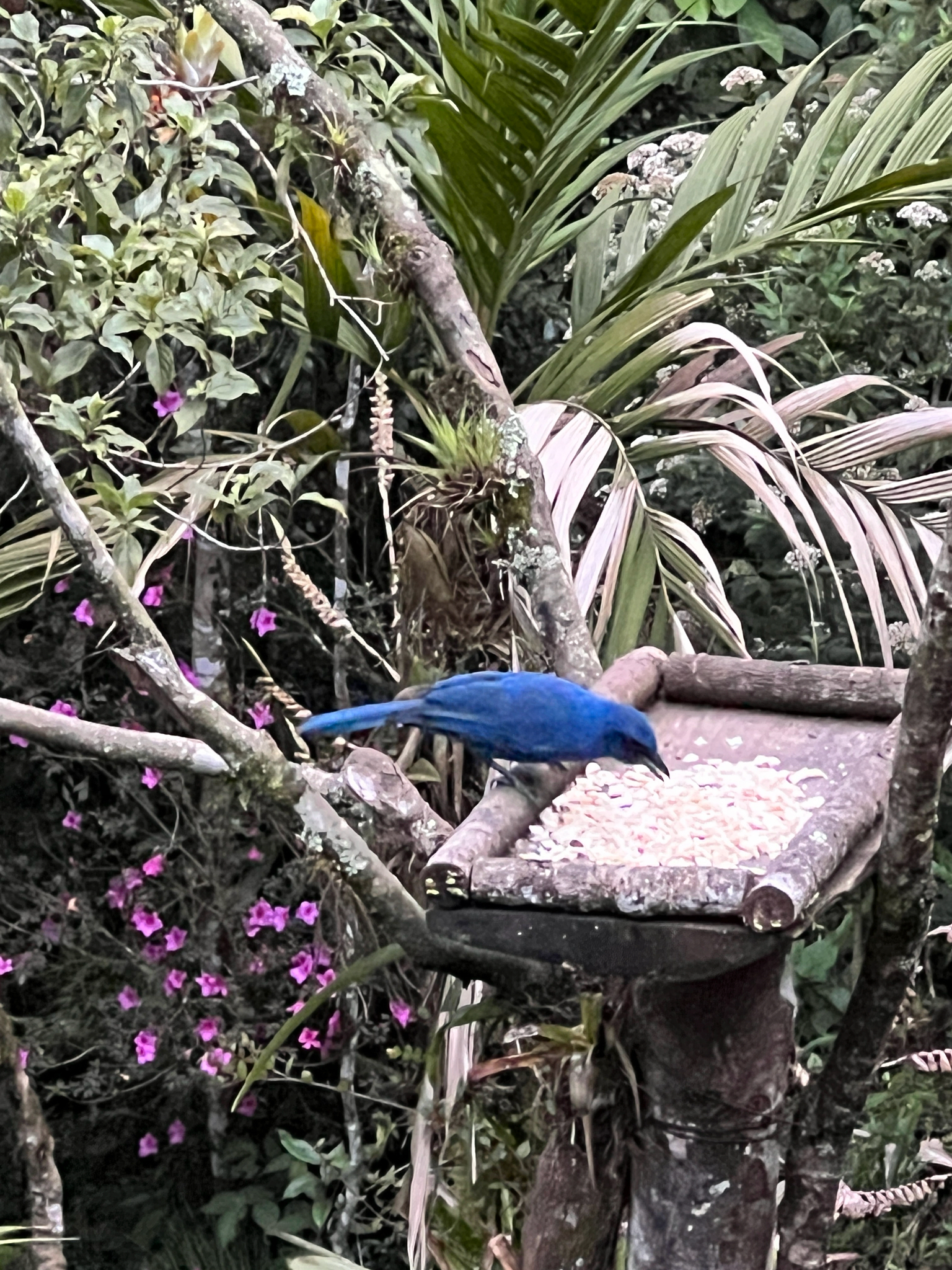 Unicolored Jay (Aphelocoma unicolor), photo 3