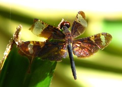 Rhyothemis obsolescens