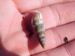 Ophiodermella inermis