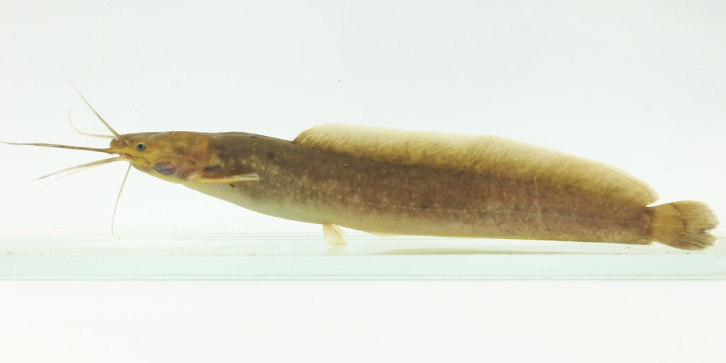 Rainforest airbreathing catfish (Clarias salae) — Clariidae