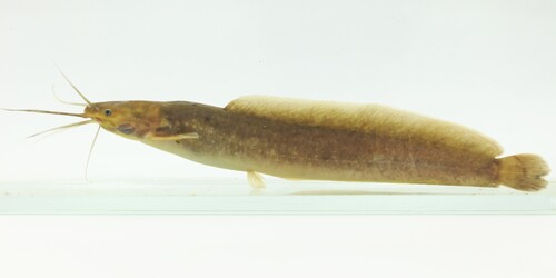 Rainforest airbreathing catfish (Clarias salae) — Clariidae