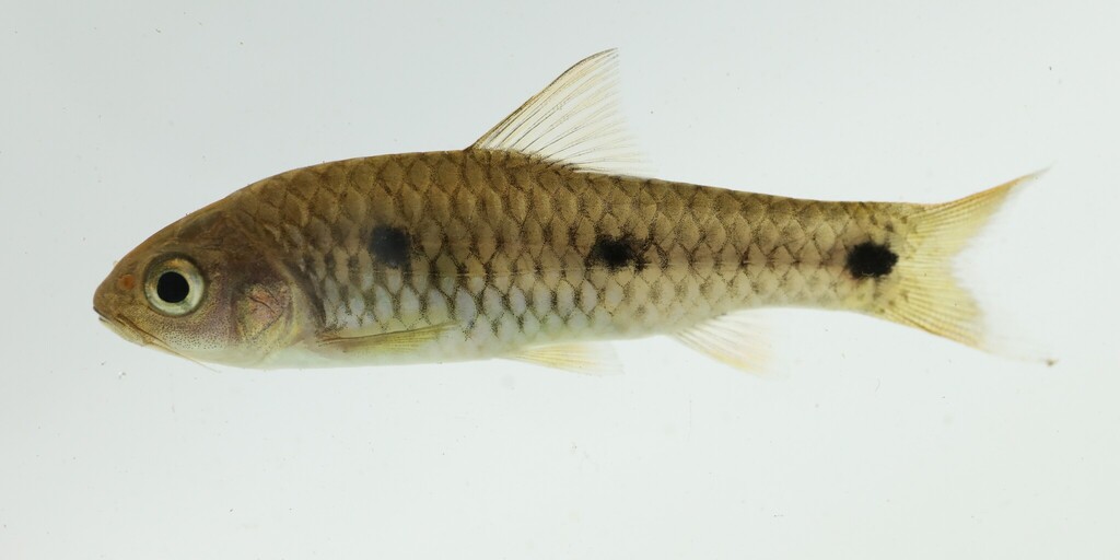 Tiekoro barb (Enteromius tiekoroi) — Cyprinidae