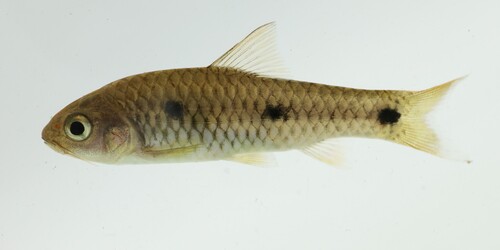 Tiekoro barb (Enteromius tiekoroi) — Cyprinidae