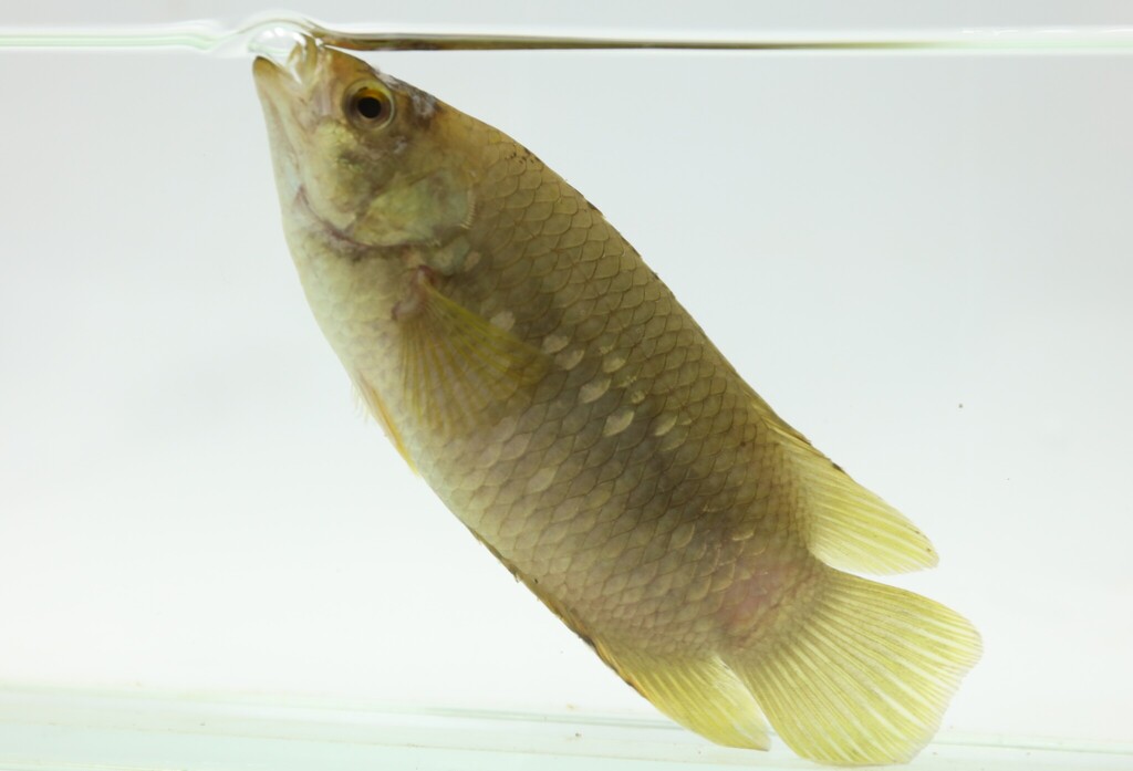 Tailspot climbing perch (Ctenopoma kingsleyae) — Anabantidae