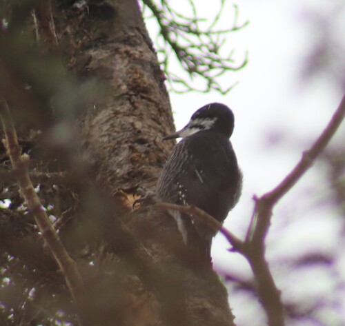 Black-backed Woodpecker (Picoides arcticus), photo 7