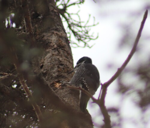 Black-backed Woodpecker (Picoides arcticus), photo 8
