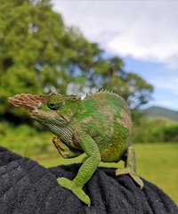 Kinyongia multituberculata