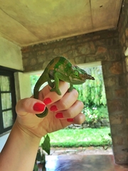 Kinyongia multituberculata