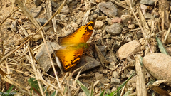 Vagrans sinha