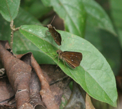 Iambrix salsala salsala