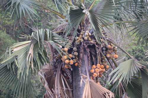 borassus palm (Borassus aethiopum)