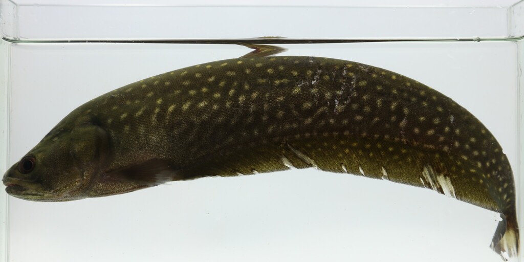 Afrikaanse mesvis (Papyrocranus afer) — Notopteridae
