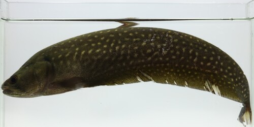 Feather back (Papyrocranus afer) — Notopteridae