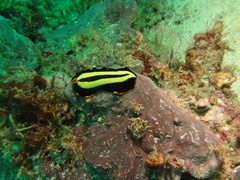 Pseudoceros dimidiatus