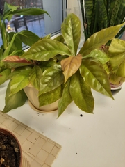 Pereskia
