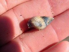 Nassarius perpinguis
