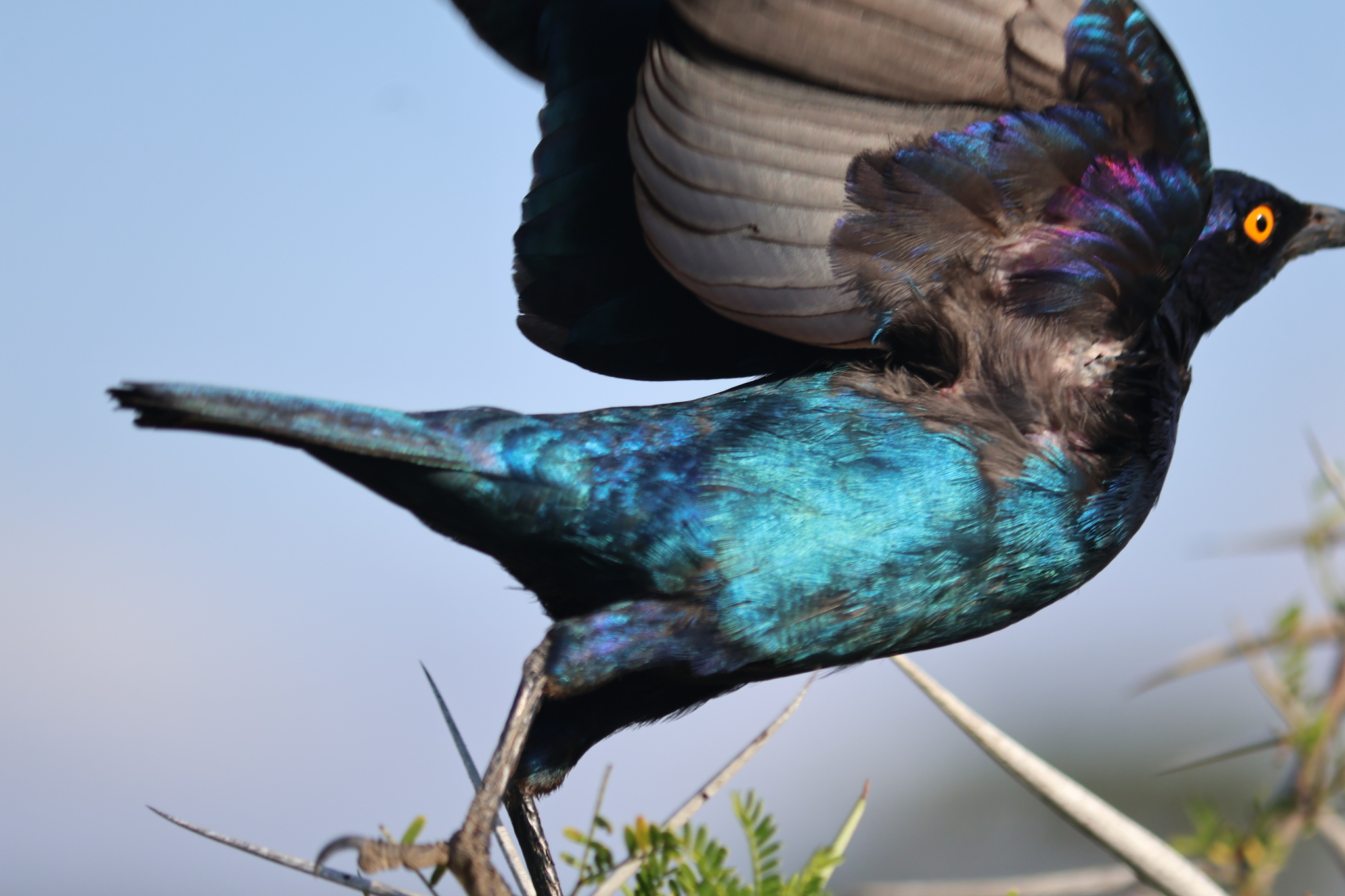Cape Starling (Lamprotornis nitens), photo 3