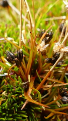 Juncus antarcticus