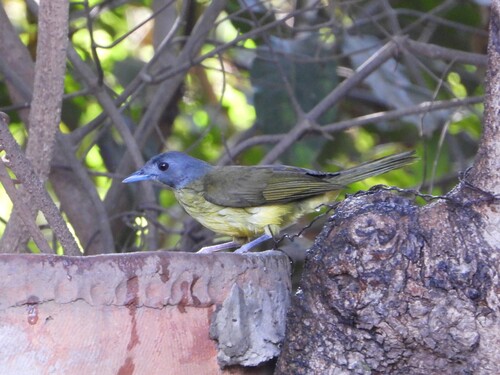 iNaturalist image