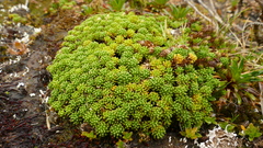 Phyllachne clavigera
