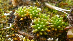 Phyllachne clavigera