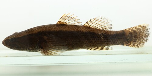 Dagana sleeper (Eleotris daganensis) — Eleotridae