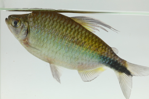 Longfin tetra (Brycinus longipinnis) — Alestidae