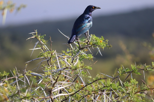 Cape Starling (Lamprotornis nitens), photo 4