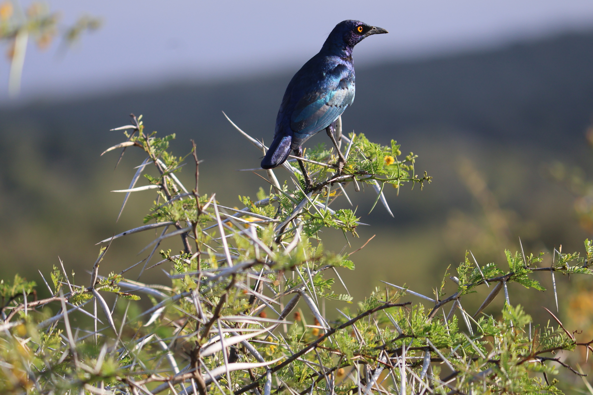 Cape Starling (Lamprotornis nitens), photo 4
