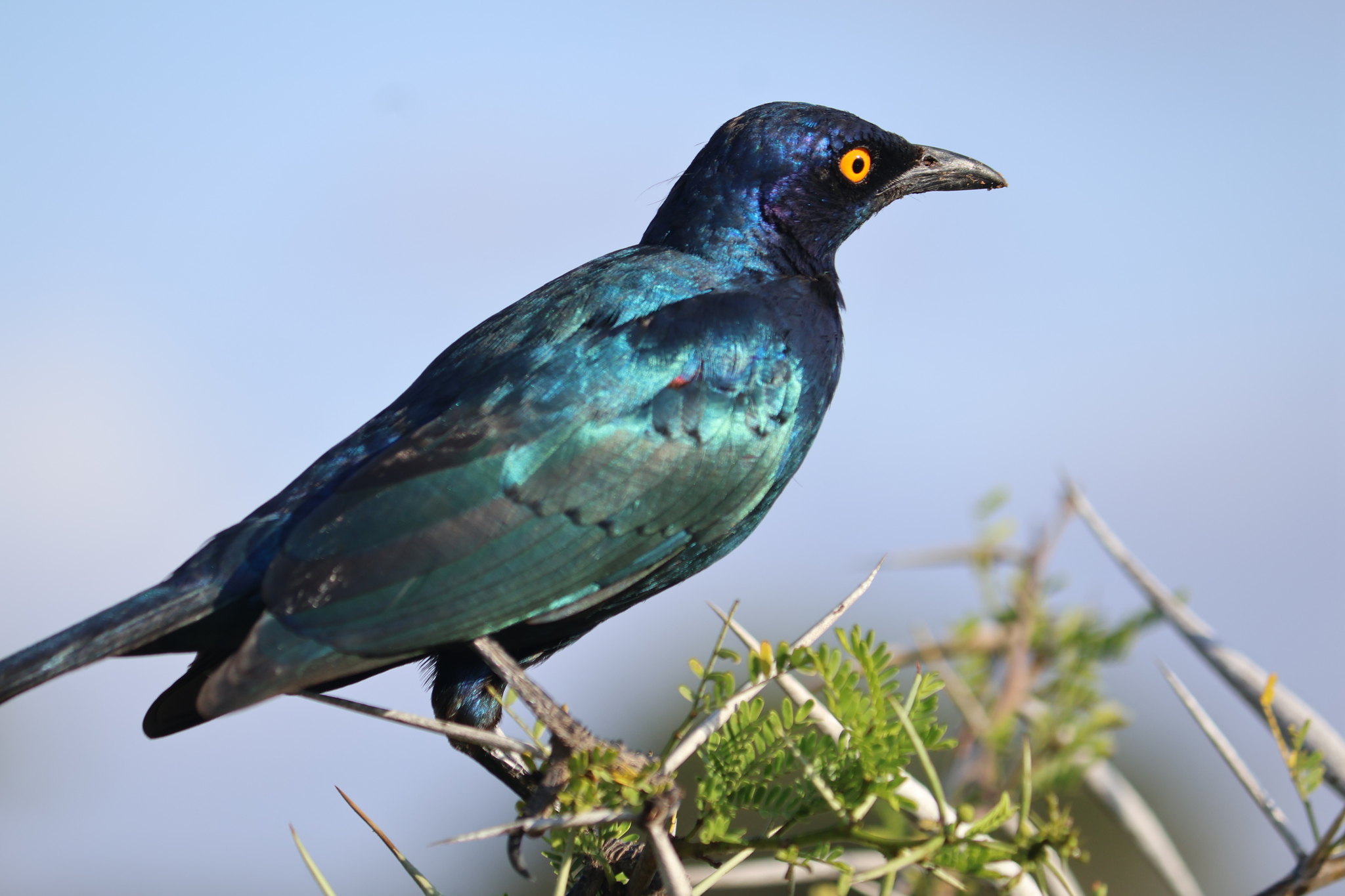 Cape Starling (Lamprotornis nitens), photo 5