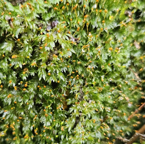 Lesser Pocket-moss (Fissidens bryoides)