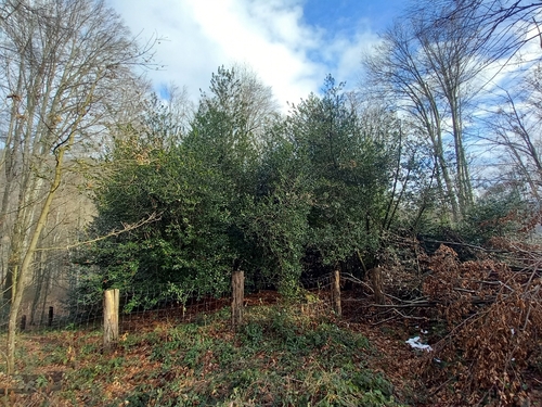 European holly