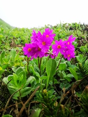 Primula cuneifolia