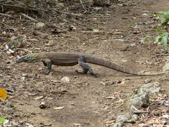 Varanus komodoensis
