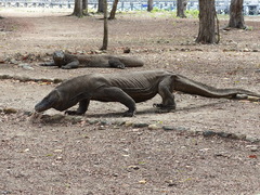 Varanus komodoensis
