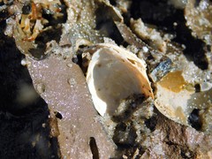 Cumingia californica