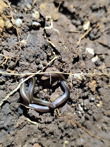 Two-lined Blind Snake